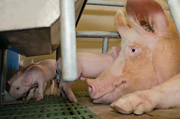 Saugferkel Saugferkel