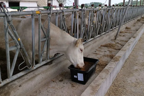 szarvasmarha nyalótál szarvasmarha nyalótál