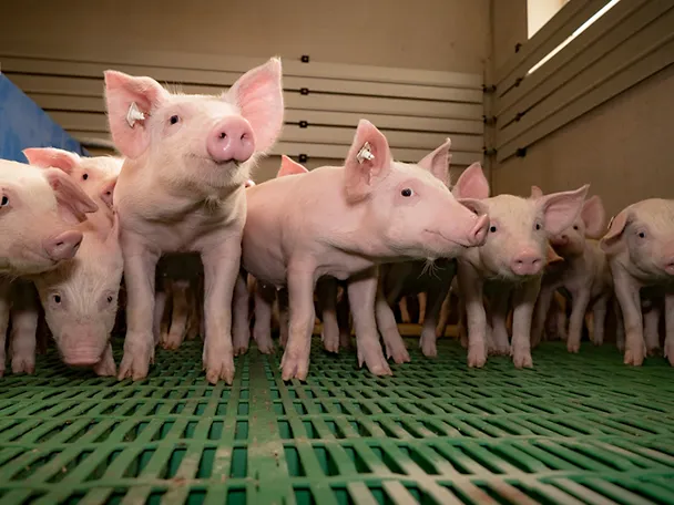 Eine Gruppe Ferkel im Stall Eine Gruppe Ferkel im Stall