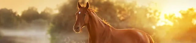 Pferd läuft auf der Weide Pferd läuft auf der Weide
